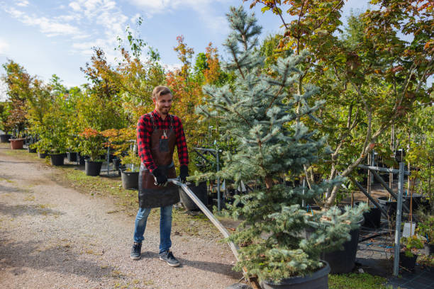 Best Palm Tree Trimming  in Ellisburg, NJ